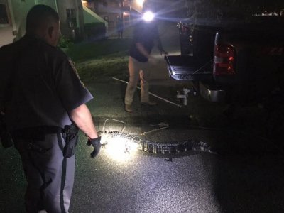 Collier County Sheriffs Office share gator snaps. Collier County Sheriffs Office share gator snaps.