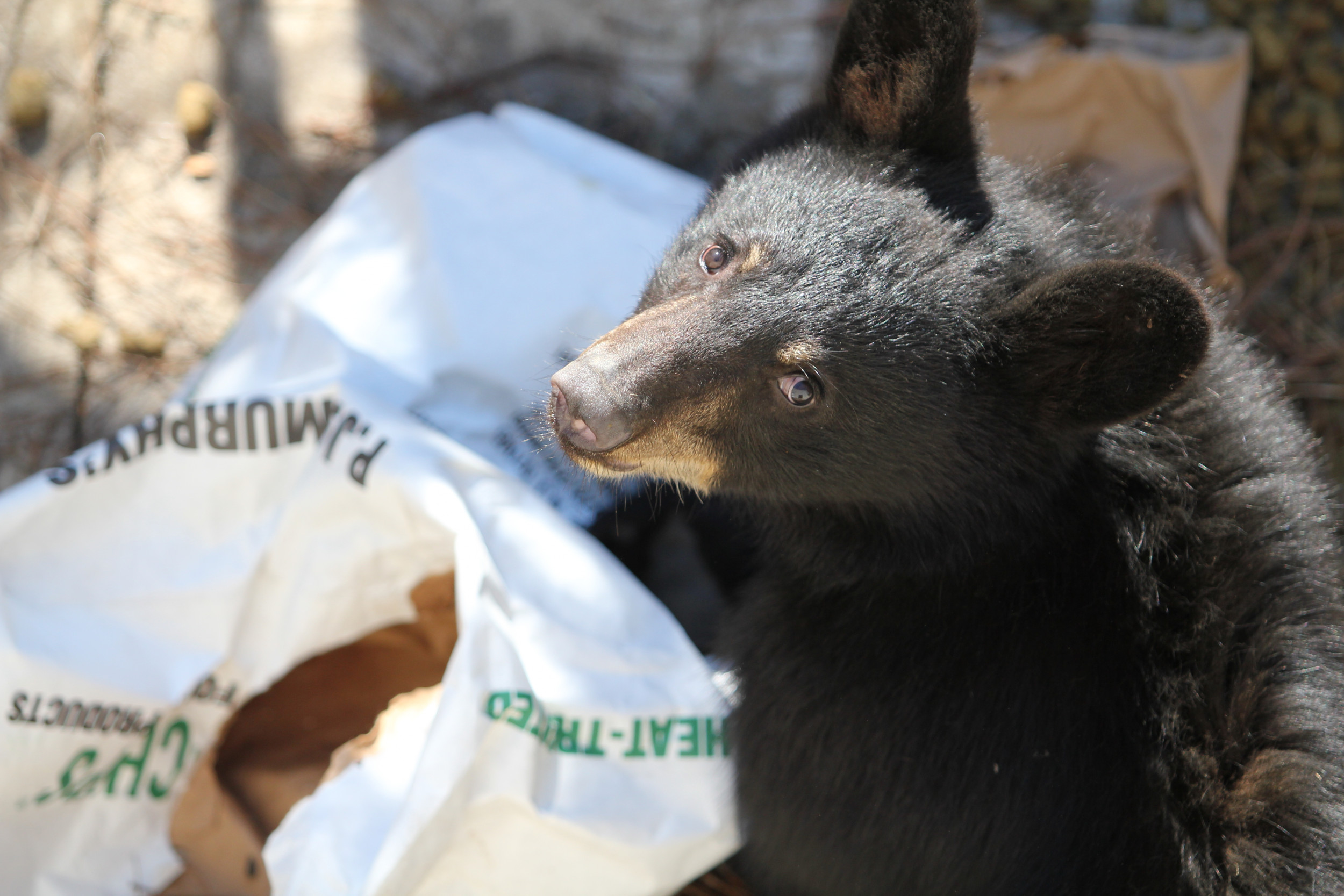 book baby bears not hibernating - ADI01863 - South Carolina State