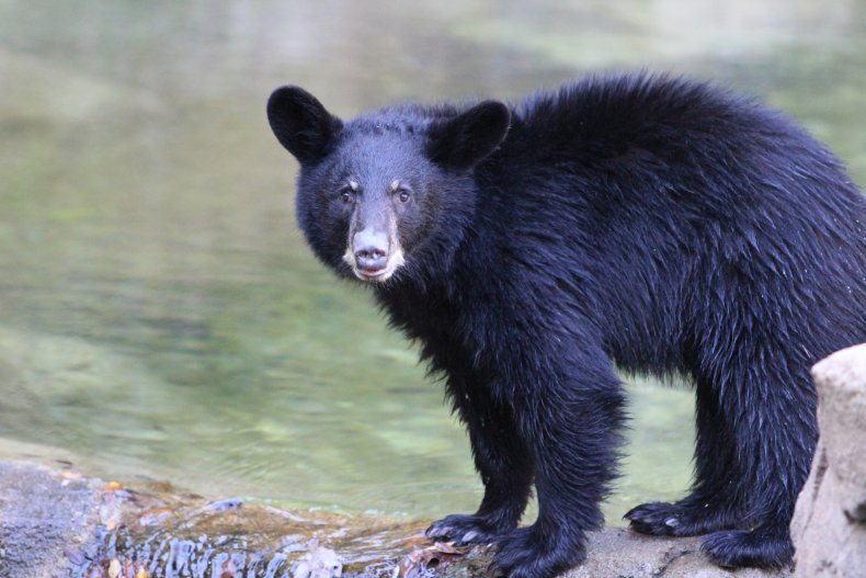 Little Bear, black bear cub