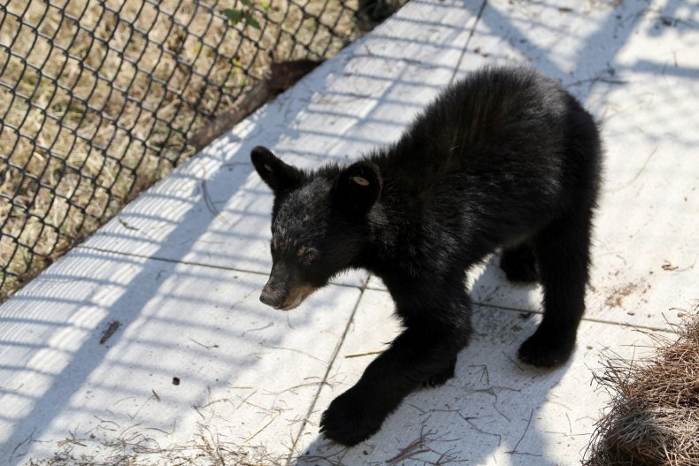 Little Bear at North Carolina Museum