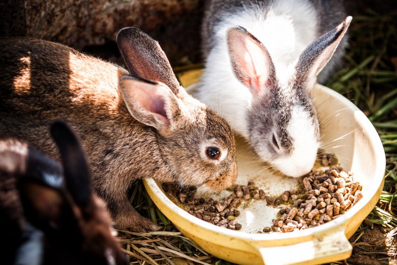 A pair of rabbits eating. 