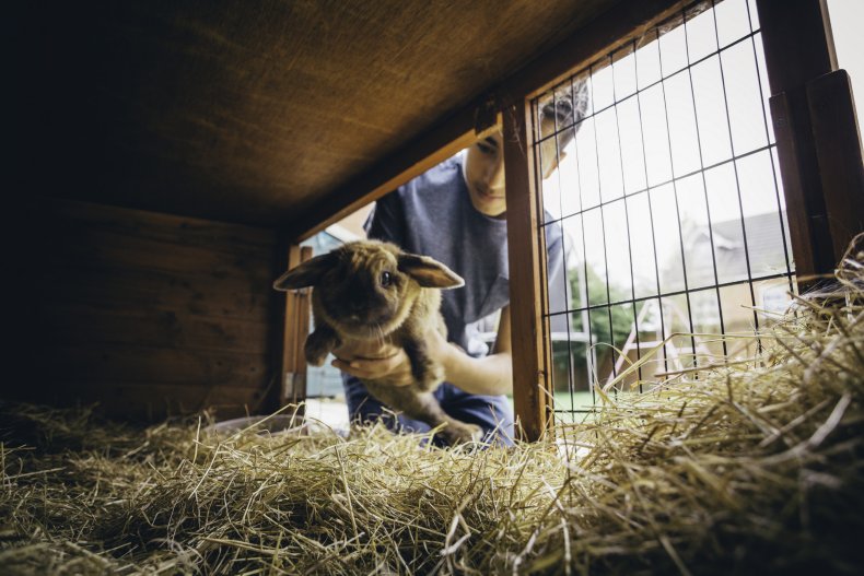 A bunny being put in a cage.