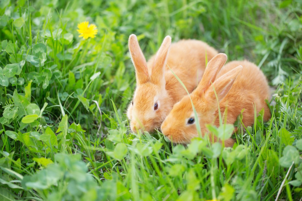 A pair of bunnies outdoors. 