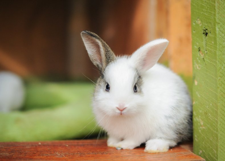 A baby rabbit seen at a farm.