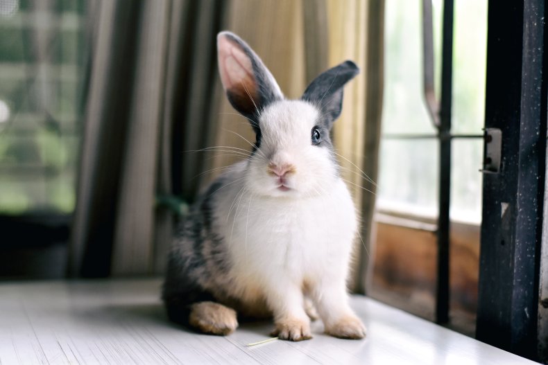 A grey bunny sitting on a table.