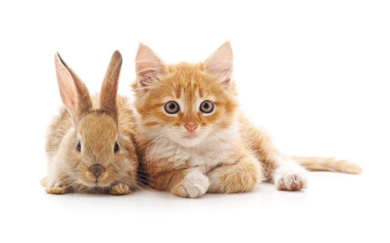 A rabbit and a kitten.
