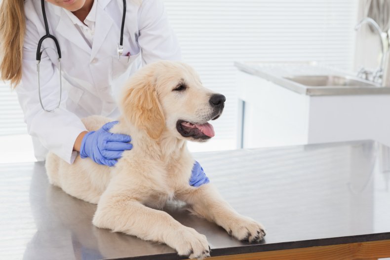 Dog with vet