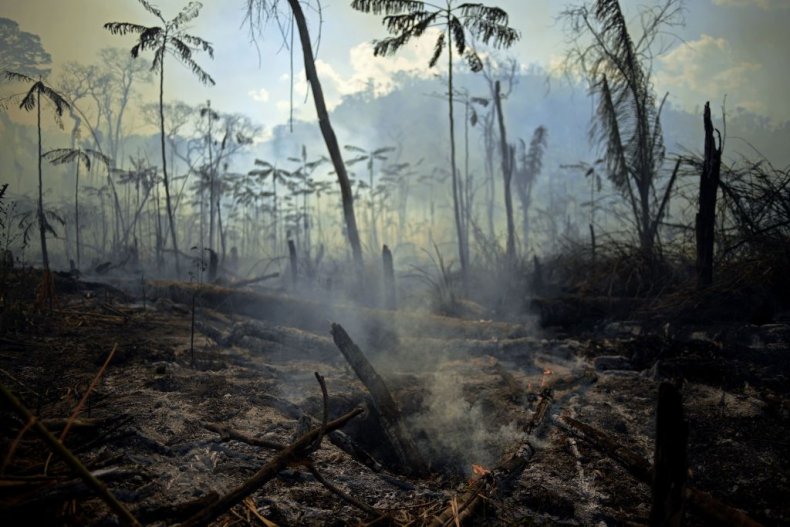 View of a burnt area of Amazon 