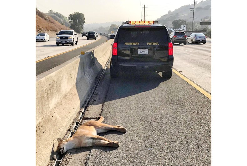 Animals, Car, Collisions, California