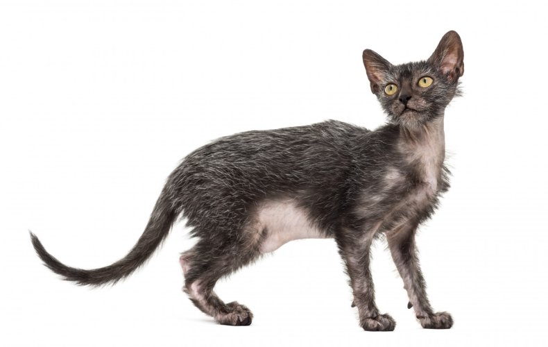10 Hairless and Short-Haired Cat Breeds That Won’t Leave Fur Everywhere