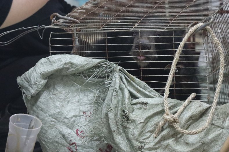 bear cub rescue