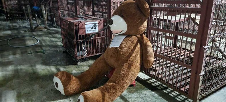 teddy bear rescue