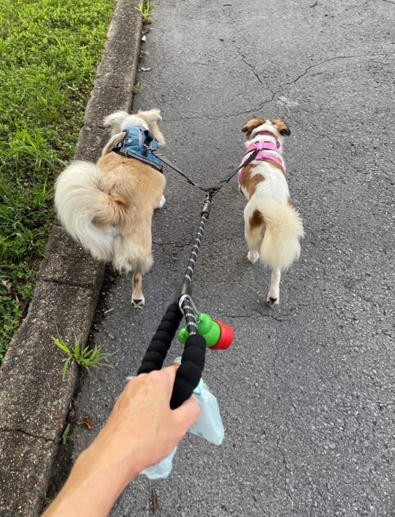Diego and Dixie
