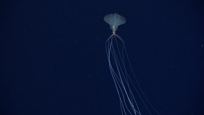 bigfin squid bigfin squid