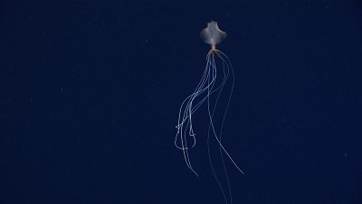 bigfin squid bigfin squid
