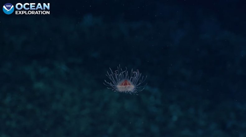 new jellyfish