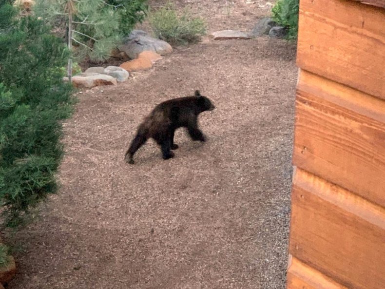 A Black Bear in Lake Tahoe 