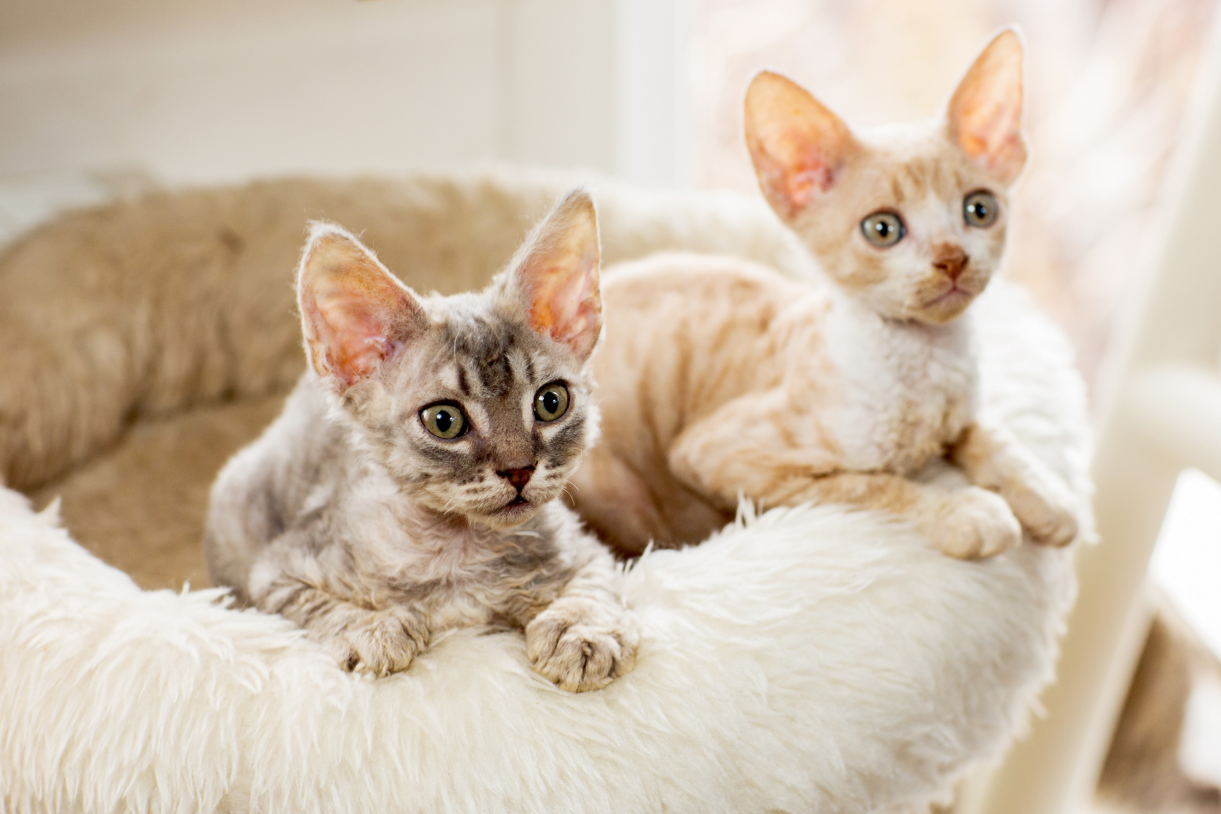 10 Hairless and Short-Haired Cat Breeds That Won't Leave Fur Everywhere