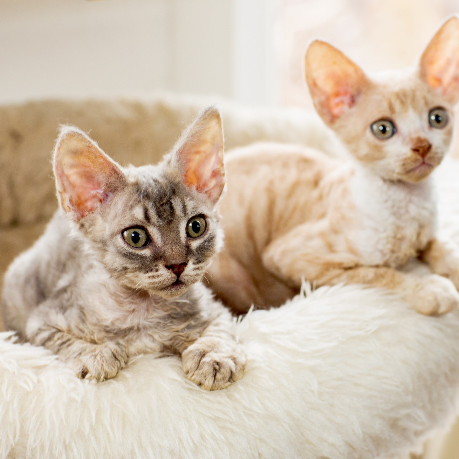 10 Hairless and Short-Haired Cat Breeds That Won't Leave Fur Everywhere