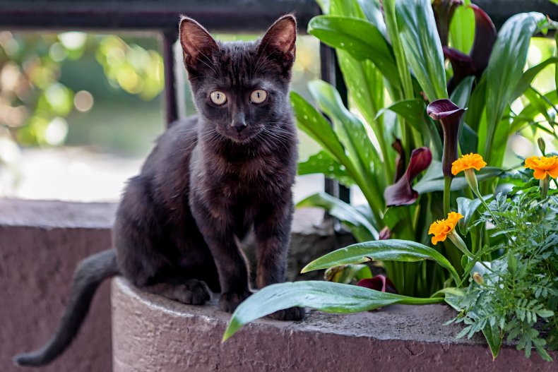 A black bombay kitten in a pot.