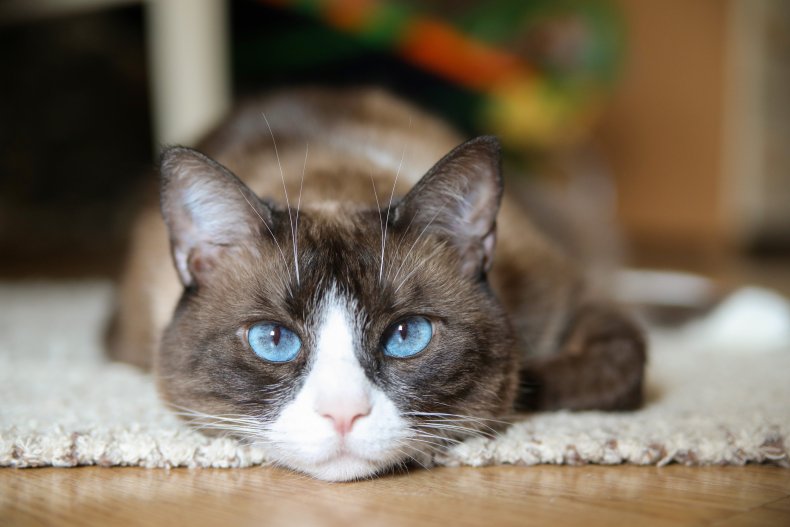A snowshoe cat at home.