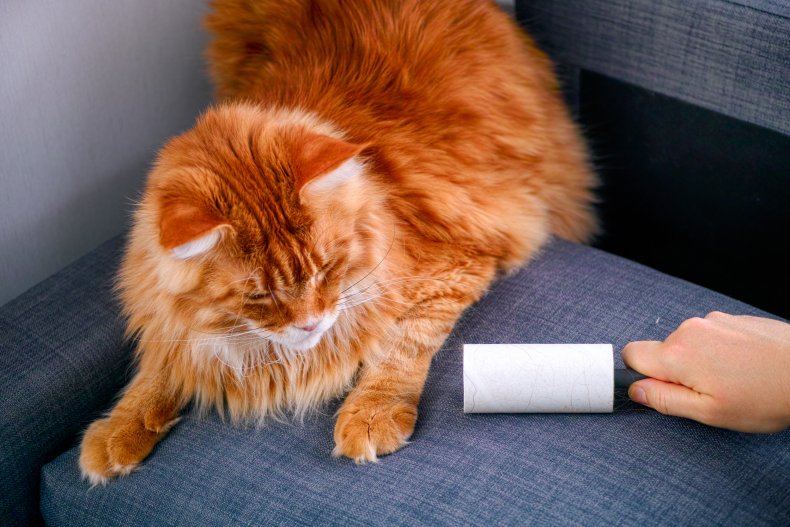 A cat on a couch.