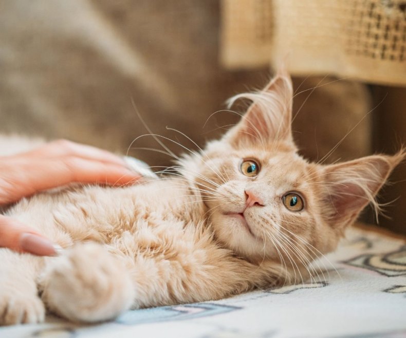 Maine Coon