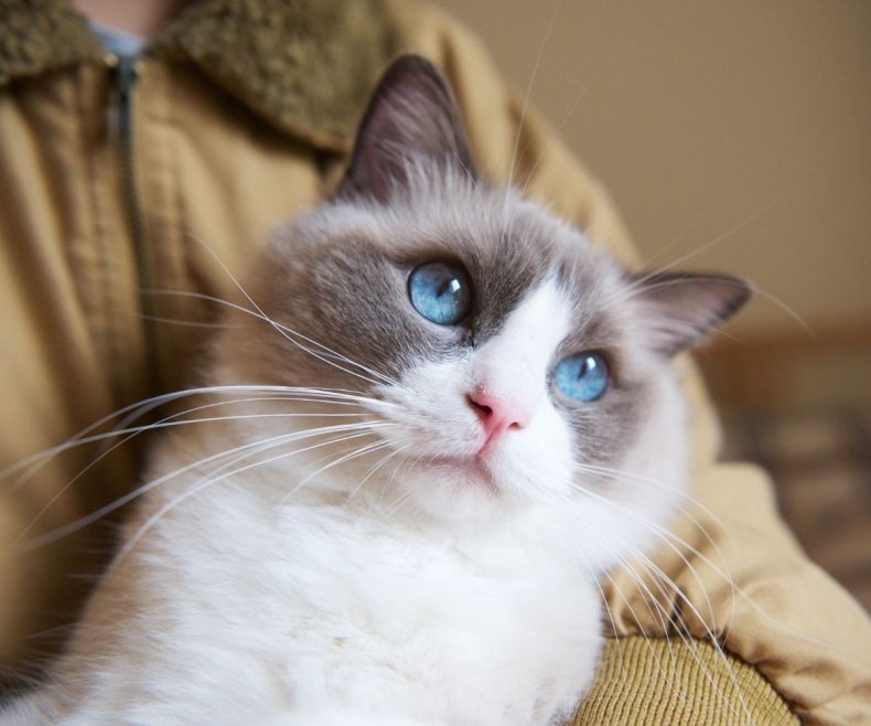 Why These Friendly Cat Breeds Can’t Get Enough Attention