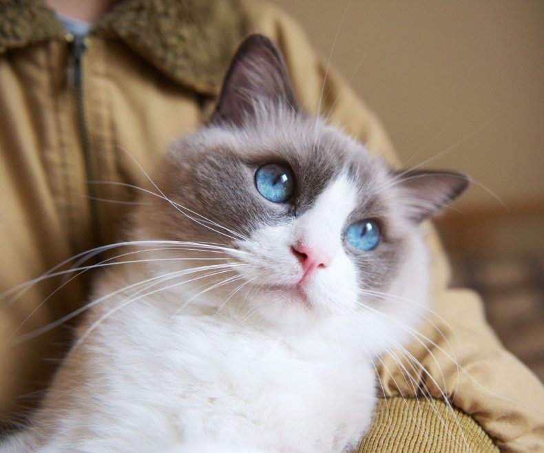 Why These Friendly Cat Breeds Can’t Get Enough Attention Why These Friendly Cat Breeds Can’t Get Enough Attention