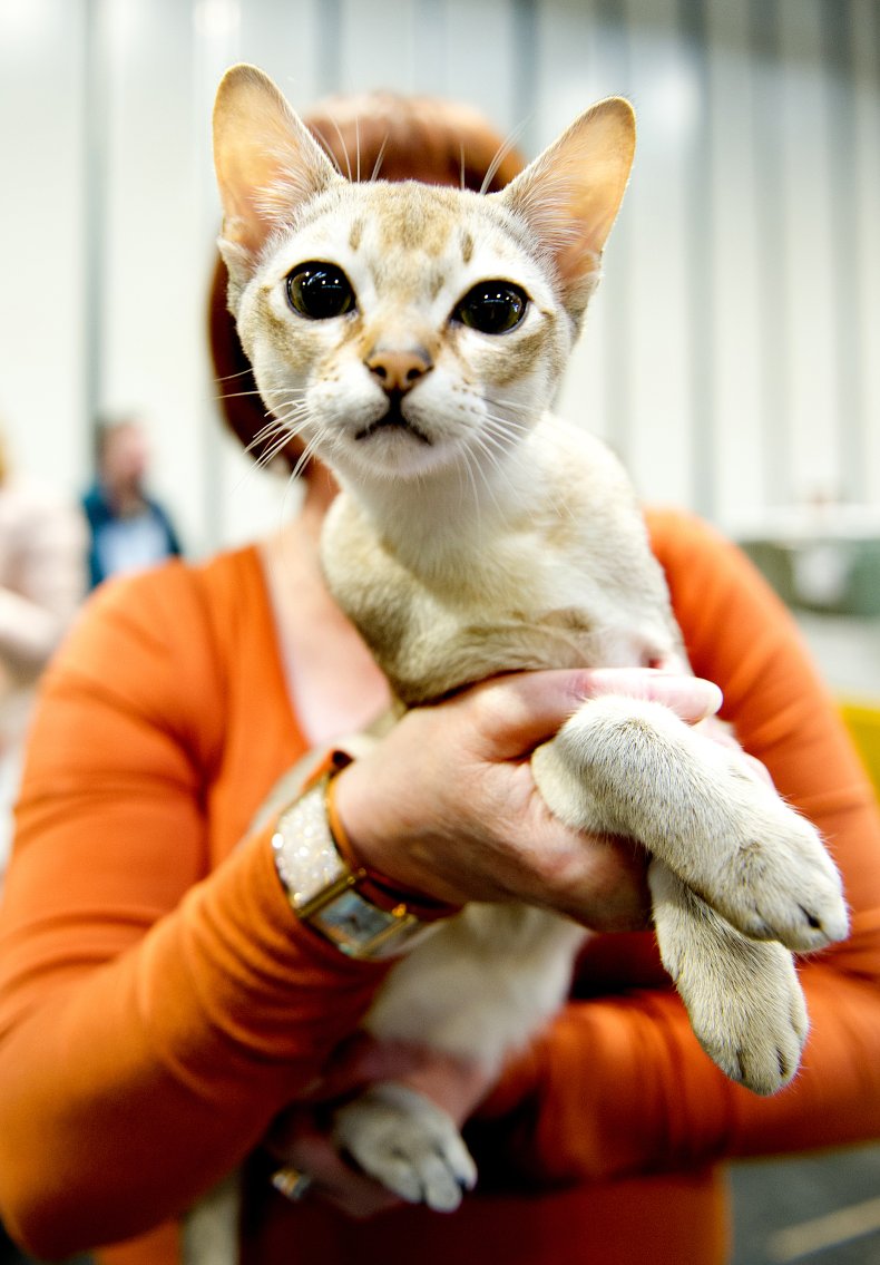Singapura cat breed