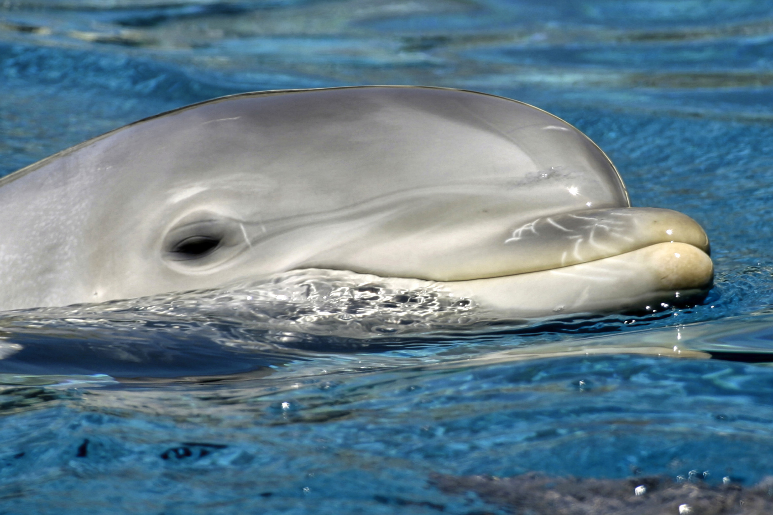 Dolphin Tale' Inspirational Star Winter The Dolphin Dies Of