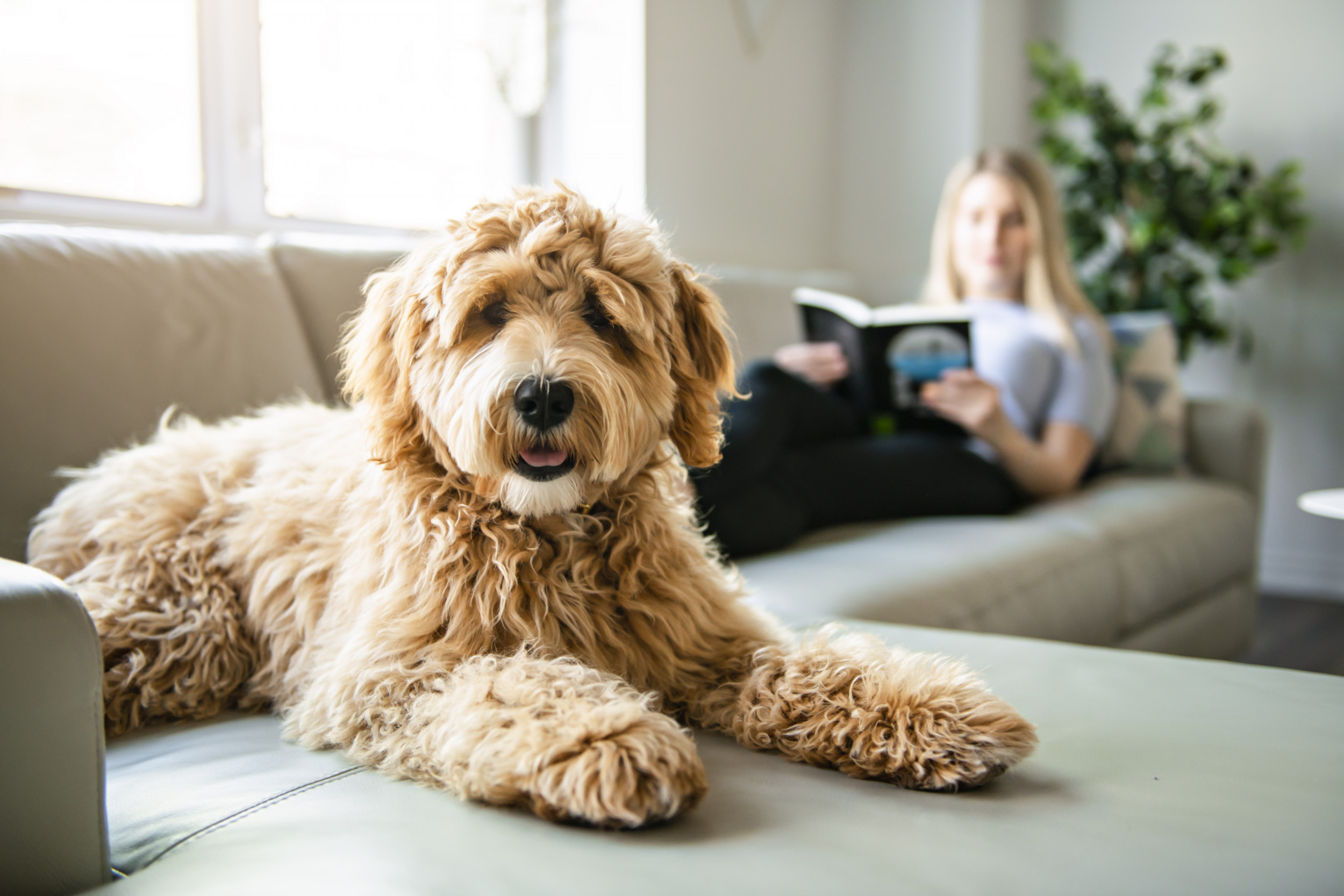 Medium sized dogs that shed store very little