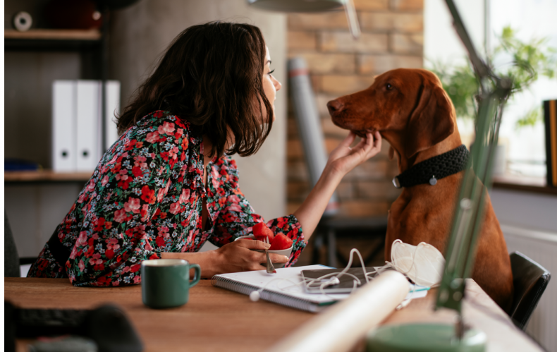 Dog in an office