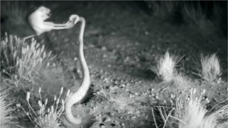 A rat kicking away a rattlesnake.