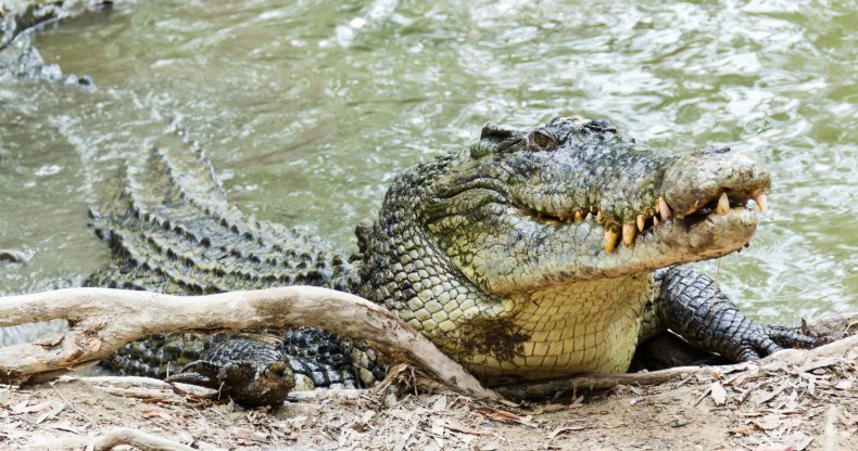 A saltwater crocodile in Australia
