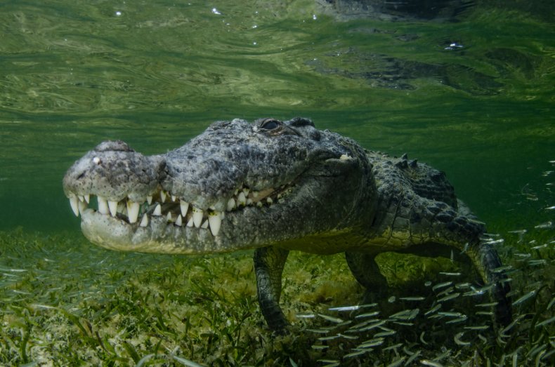 An American crocodile underwater