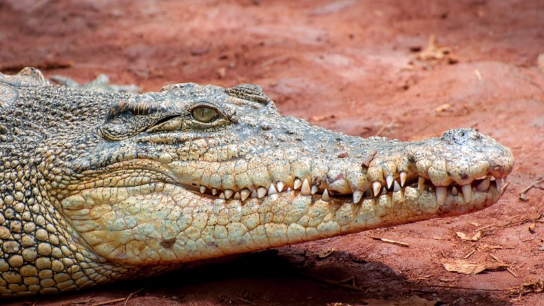 A close-up image of a crocodile