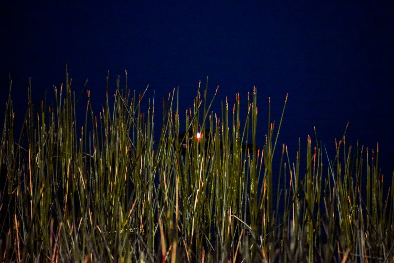 Alligator eye shining in the night