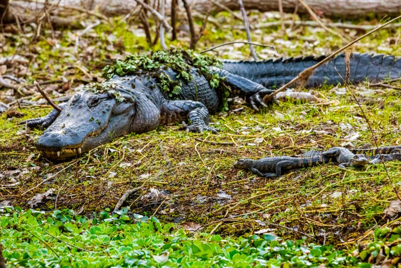 Mother with baby alligators