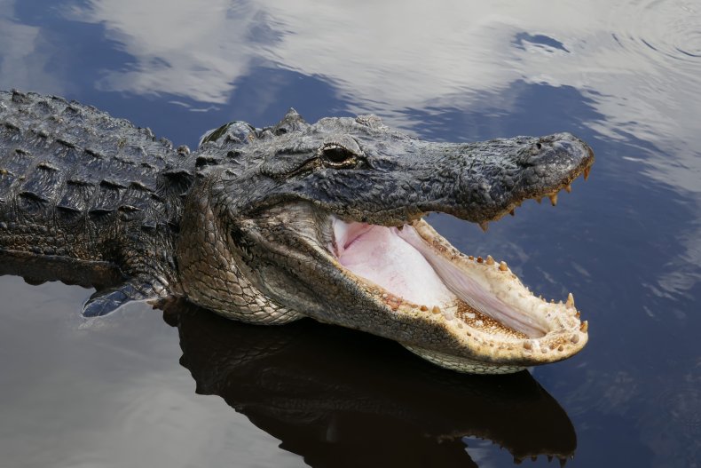 American alligator in swamp in Florida