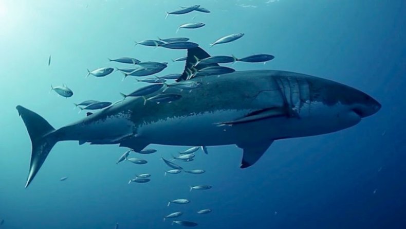 Pacific Jack Mackerel
