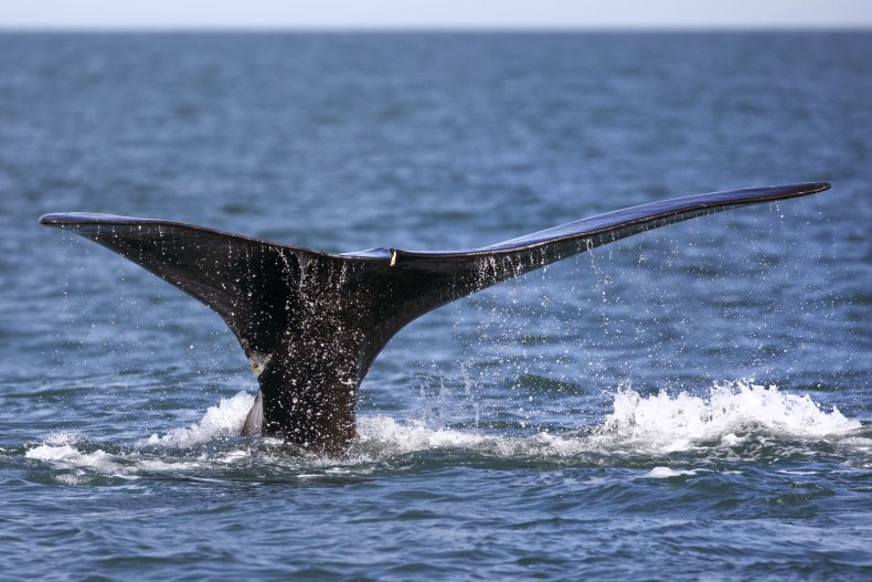 North Atlantic right whales, Environmentalists, Biden Administration