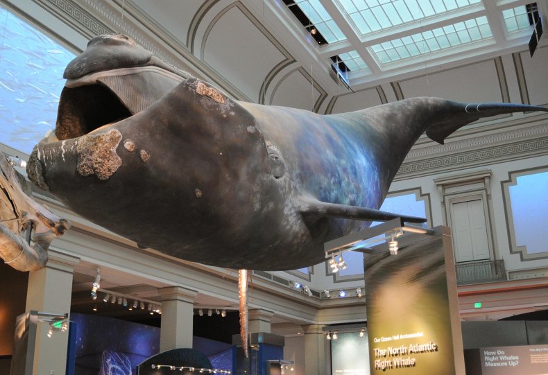 North Atlantic right whale, Biden Administration, Lawsuit