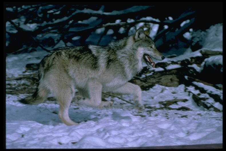 Gray Wolf Lamar Valley