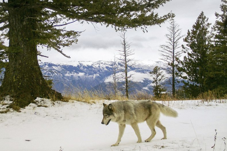 Gray Wolf Oregon