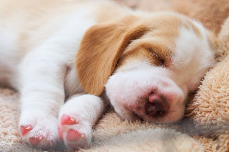 A sleeping terrier puppy.