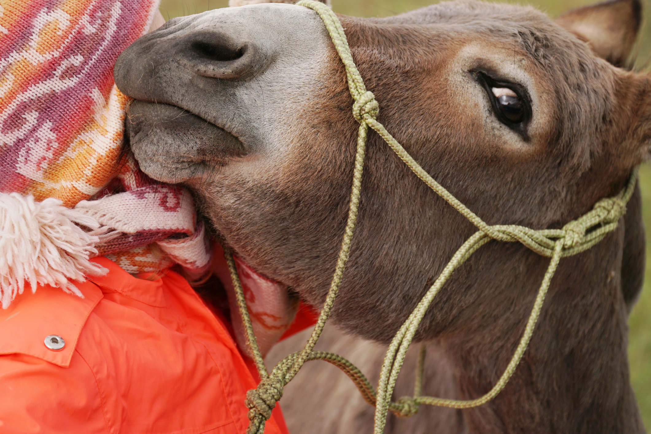 Man Sings Lullaby to Baby Donkey Cradled in His Arms in Heartwarming Video