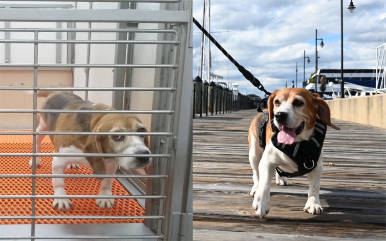 Samson the Beagle has been rescued.
