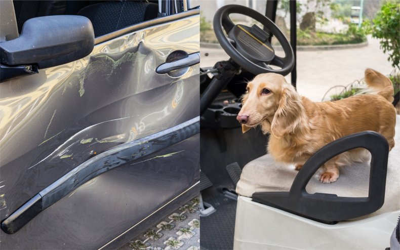 A dog and a damaged car door.