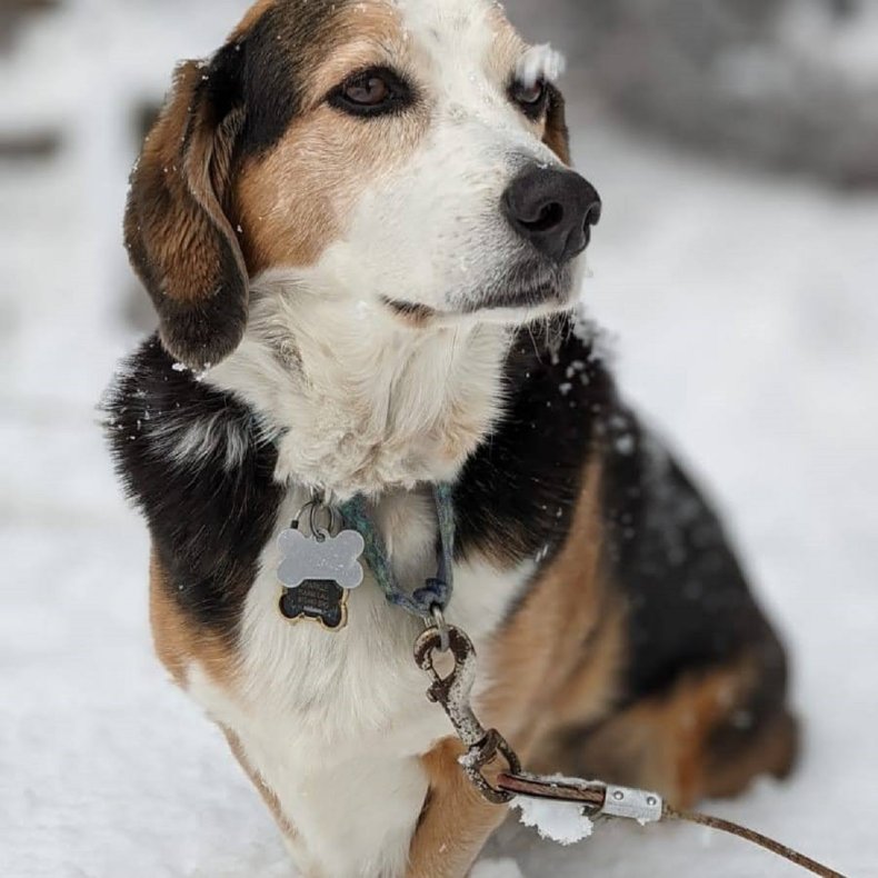 Photo of Sparkle the dog.